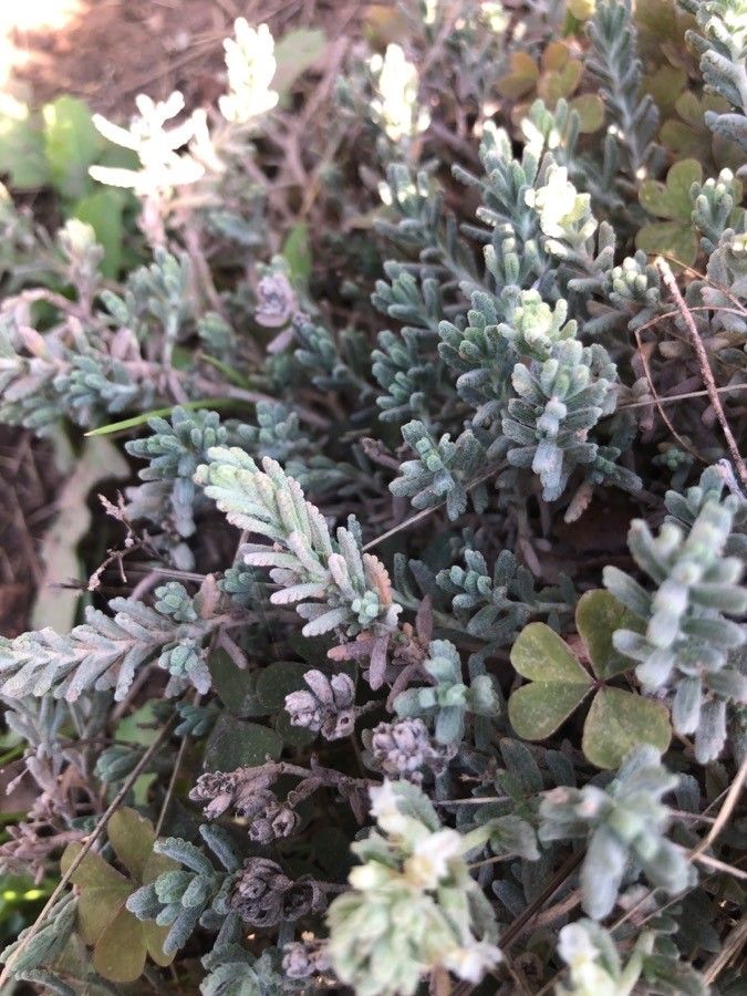 Teucrium expassum — search result for 'Teucrium'