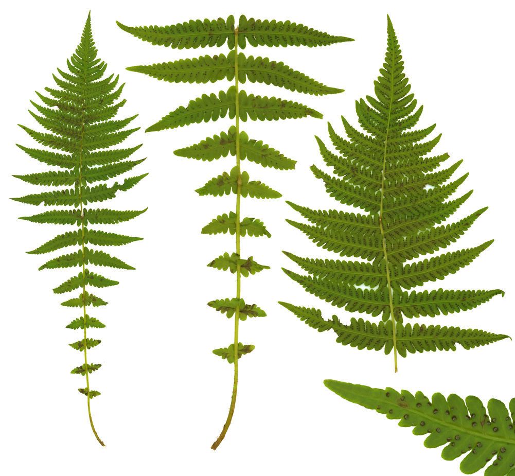 Thelypteris quelpaertensis — search result for 'Thelypteris'