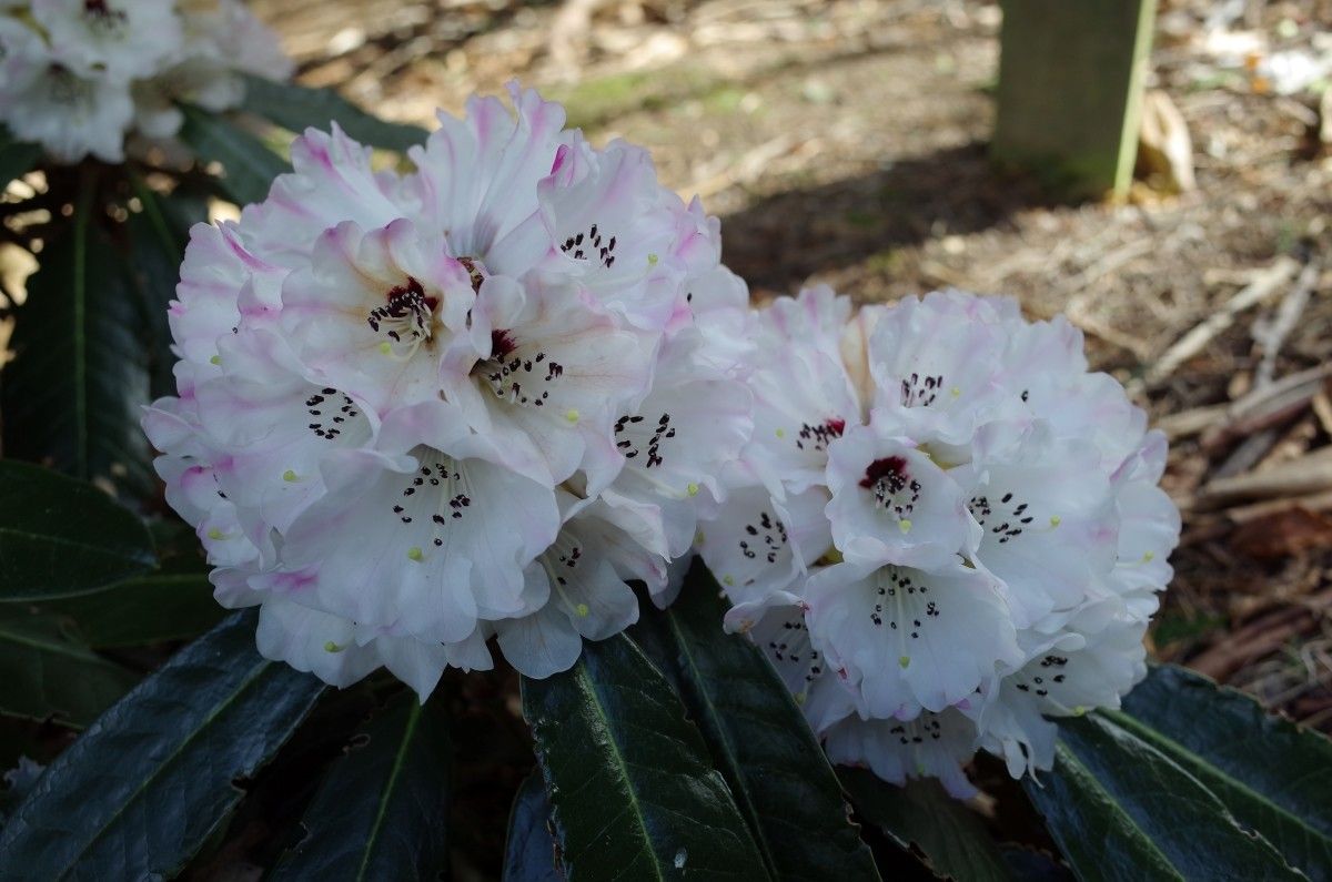 Rhododendron pudorosum flower