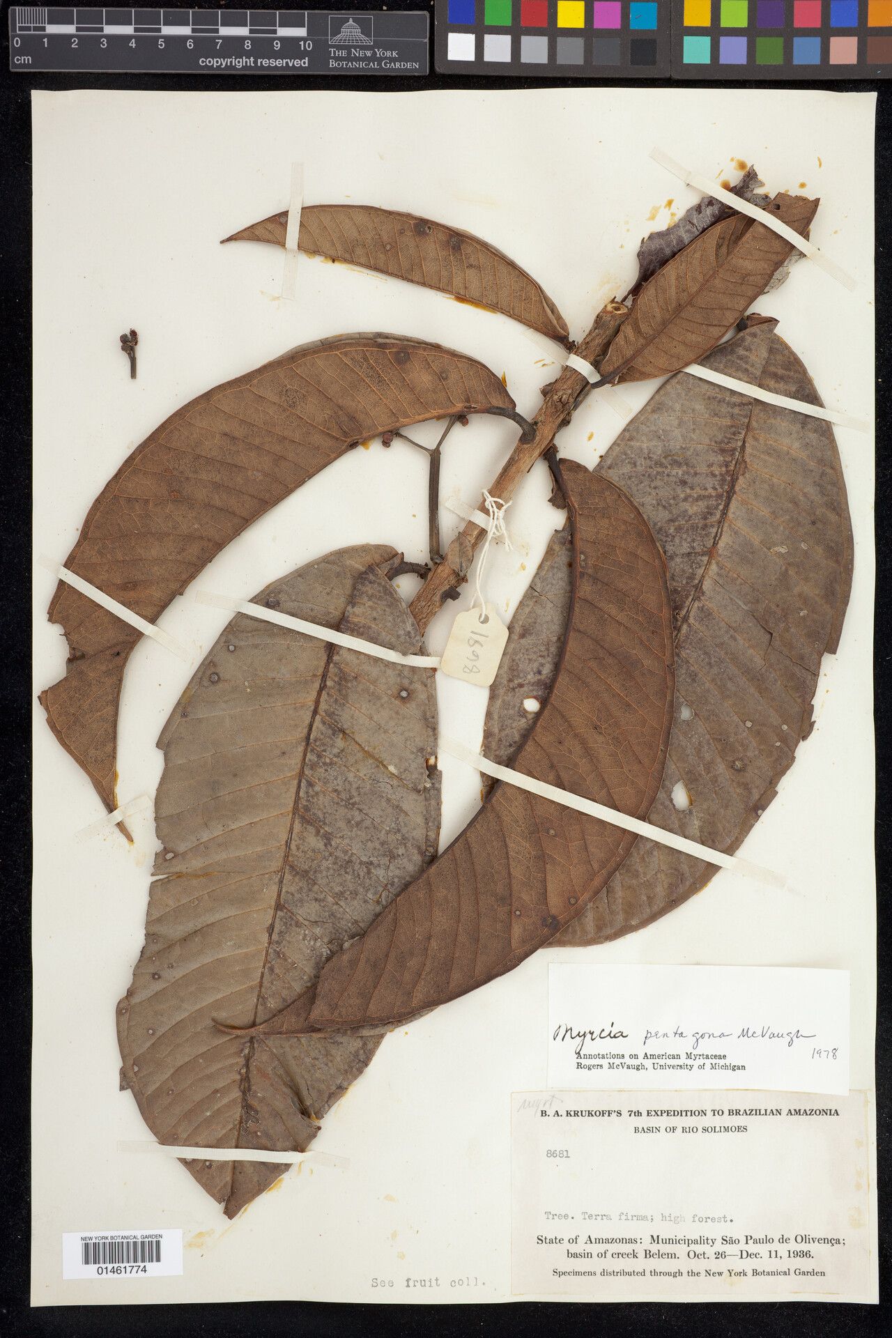 Myrcia pentagona — houseplant care guide