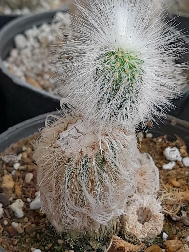 Echinocereus longisetus habit