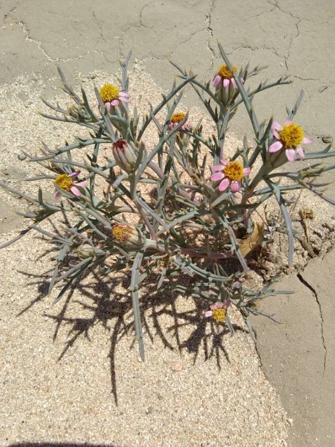 Nicolletia occidentalis habit