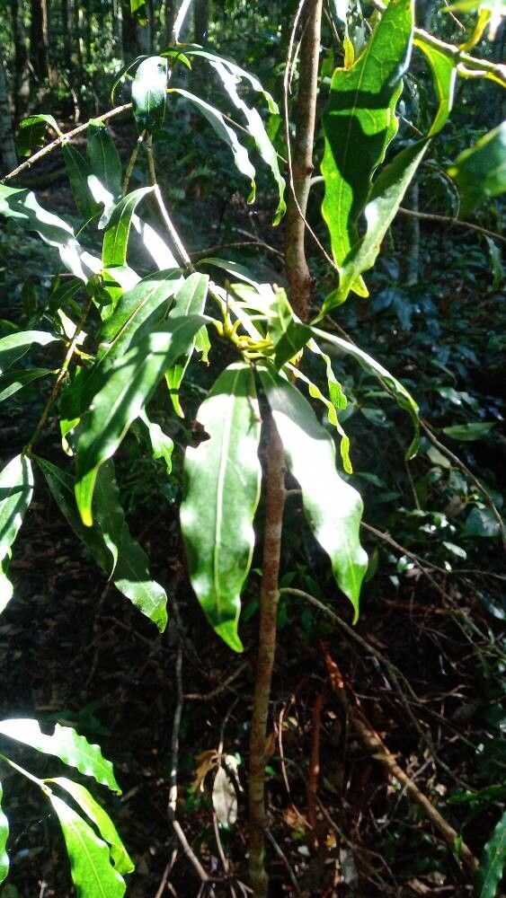 Cinnamomum oliveri — search result for 'Cinnamomum'