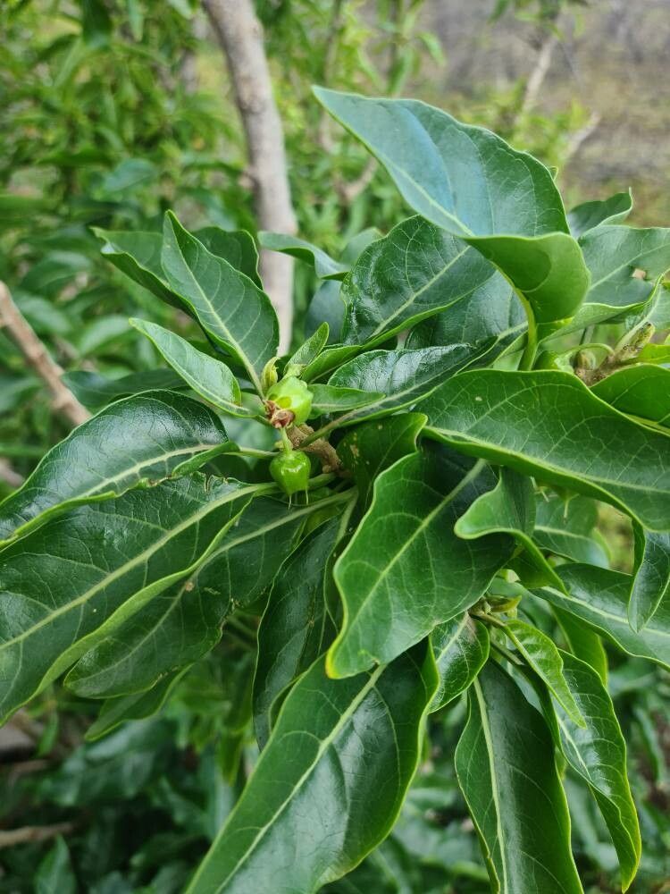 Withania aristata flower