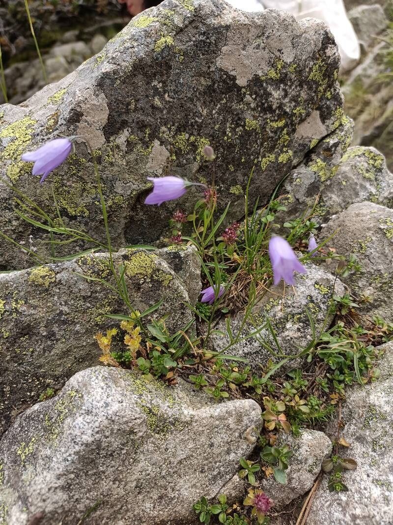 Campanula velebitica flower
