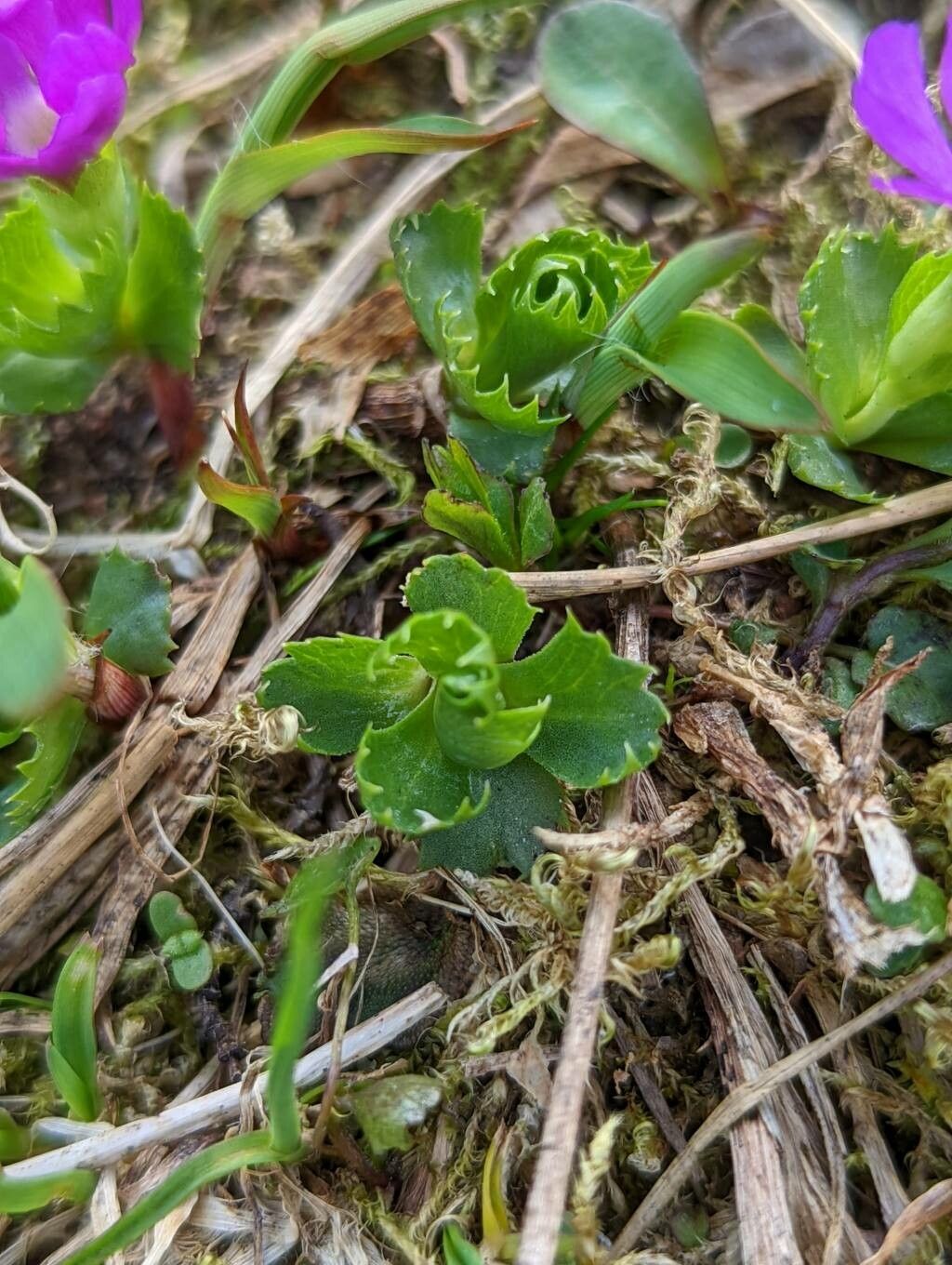 Primula minima — search result for 'Primula'