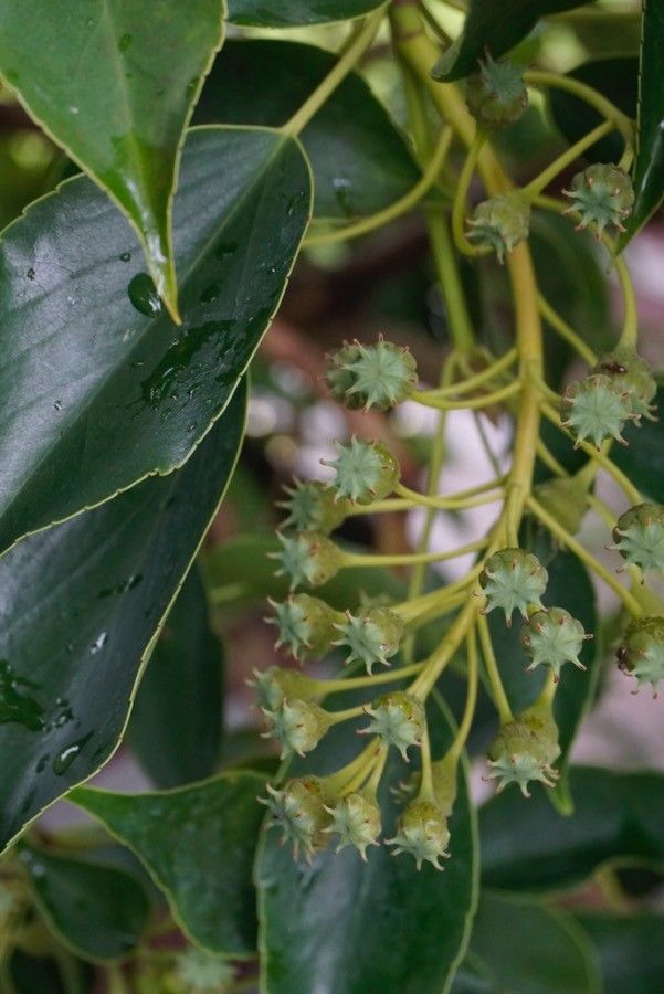 Trochodendron aralioides fruit