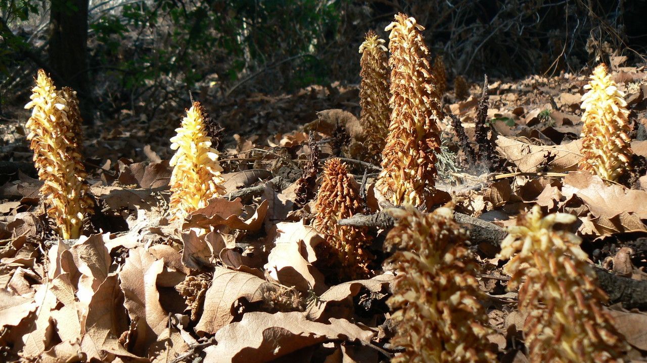 Conopholis alpina bark