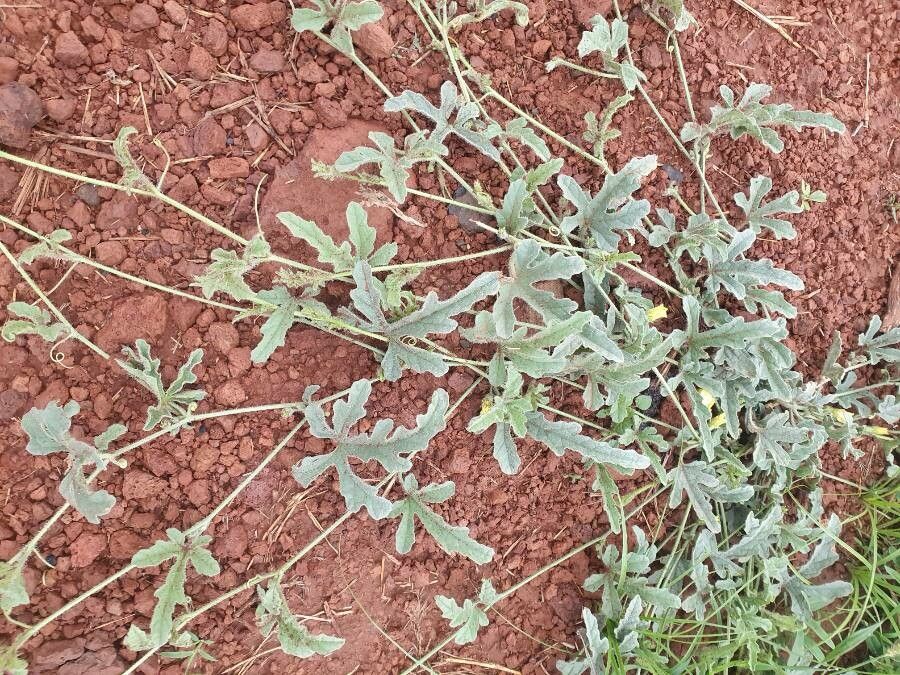 Cucumis prophetarum leaf