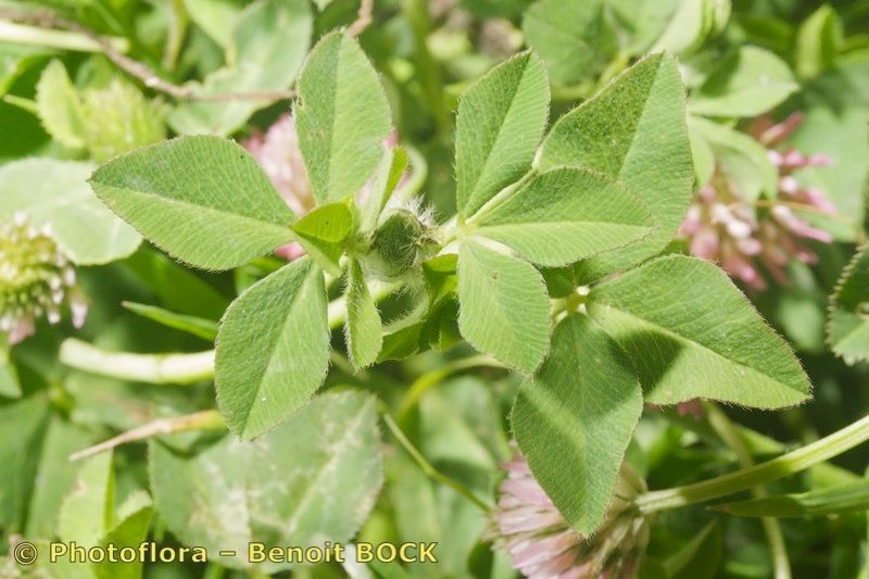 Trifolium isthmocarpum other