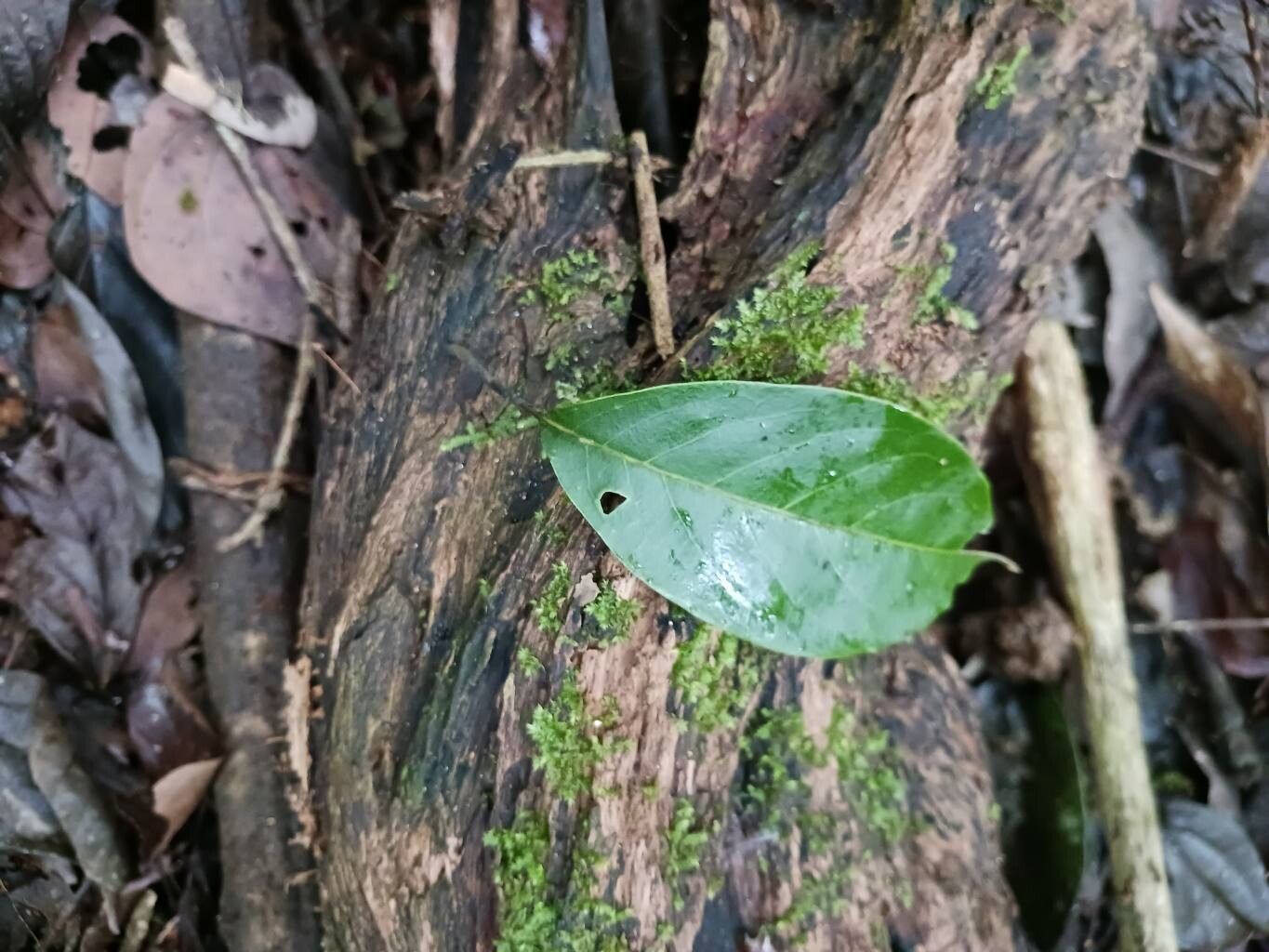 Terminalia carinata — search result for 'Terminalia'