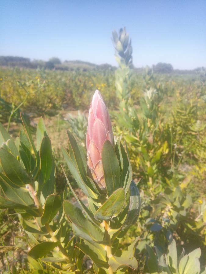 Protea coronata flower