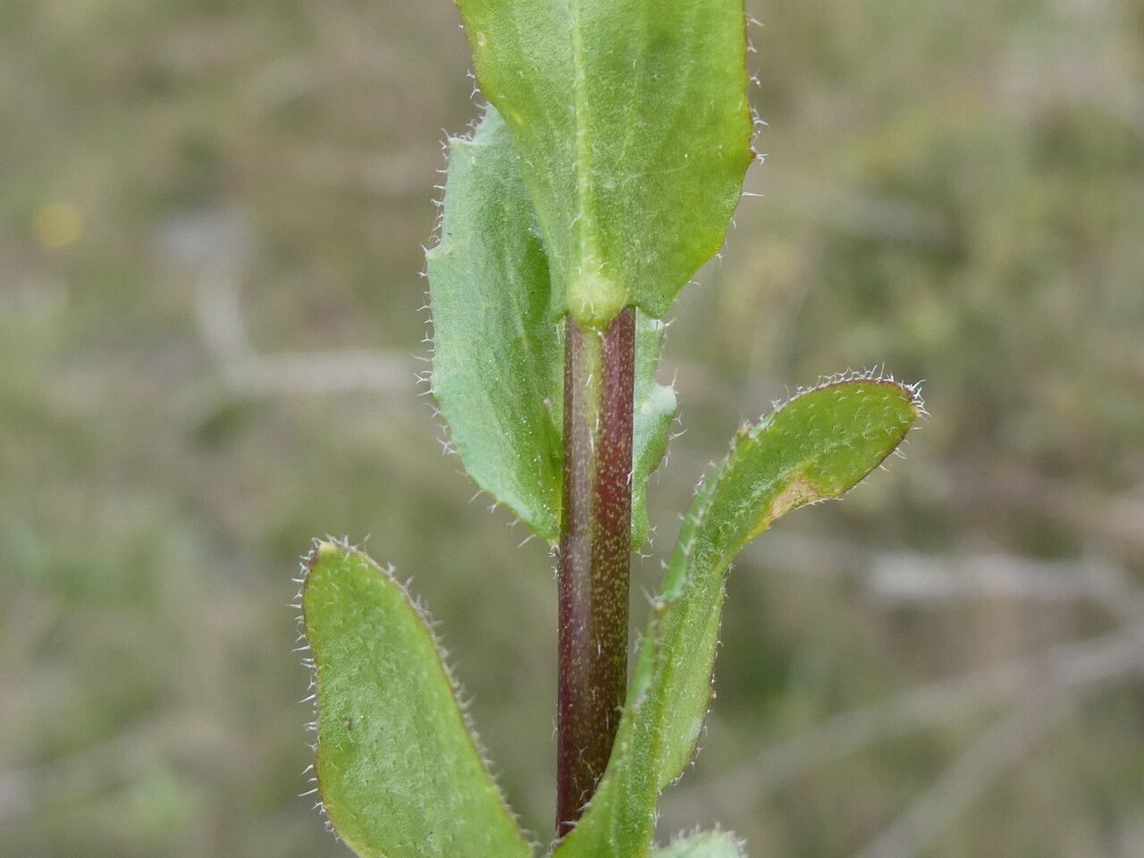 Arabis planisiliqua — houseplant care guide