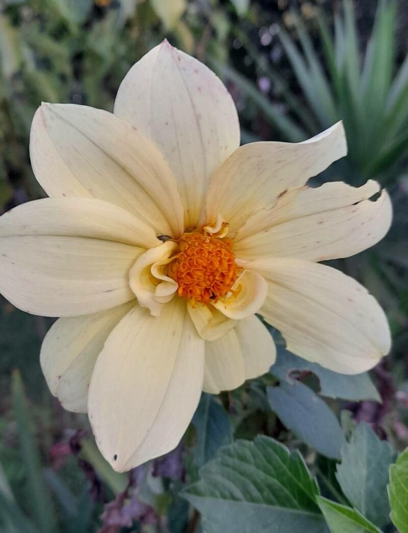 Dahlia × hortensis flower