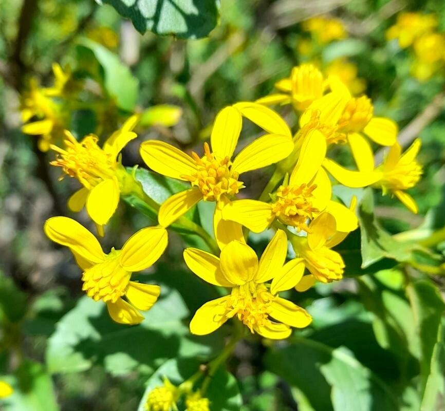 Flourensia thurifera flower