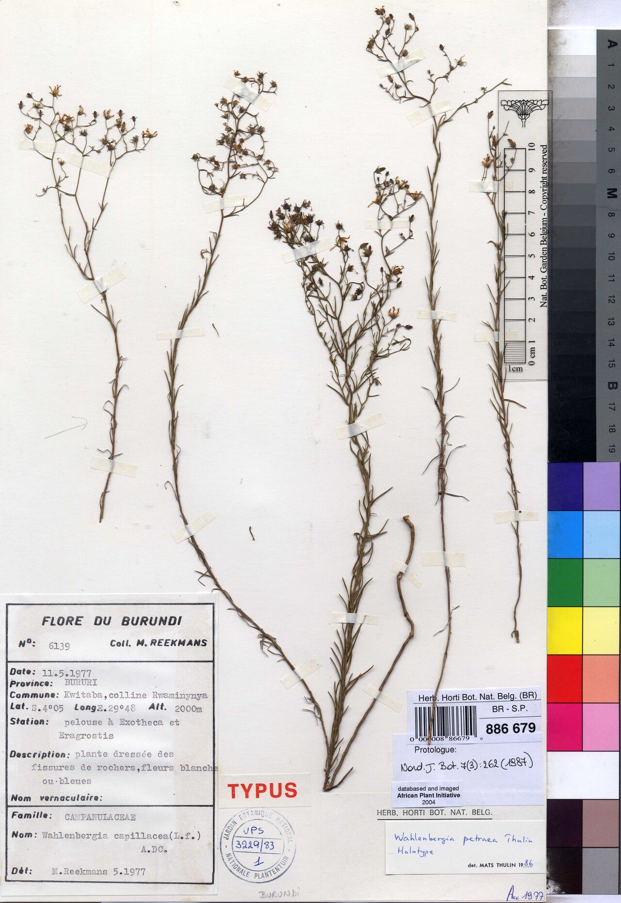 Wahlenbergia petraea — houseplant care guide