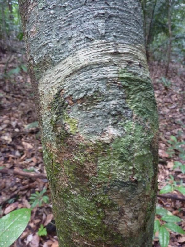 Roupala montana bark