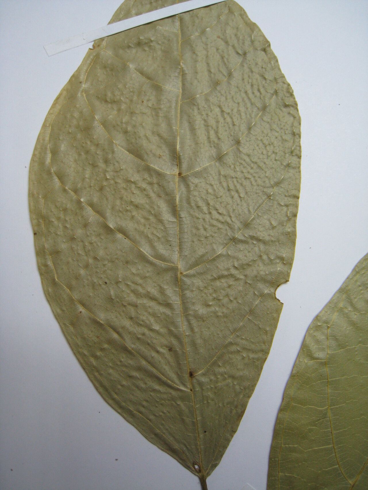 Quararibea duckei other