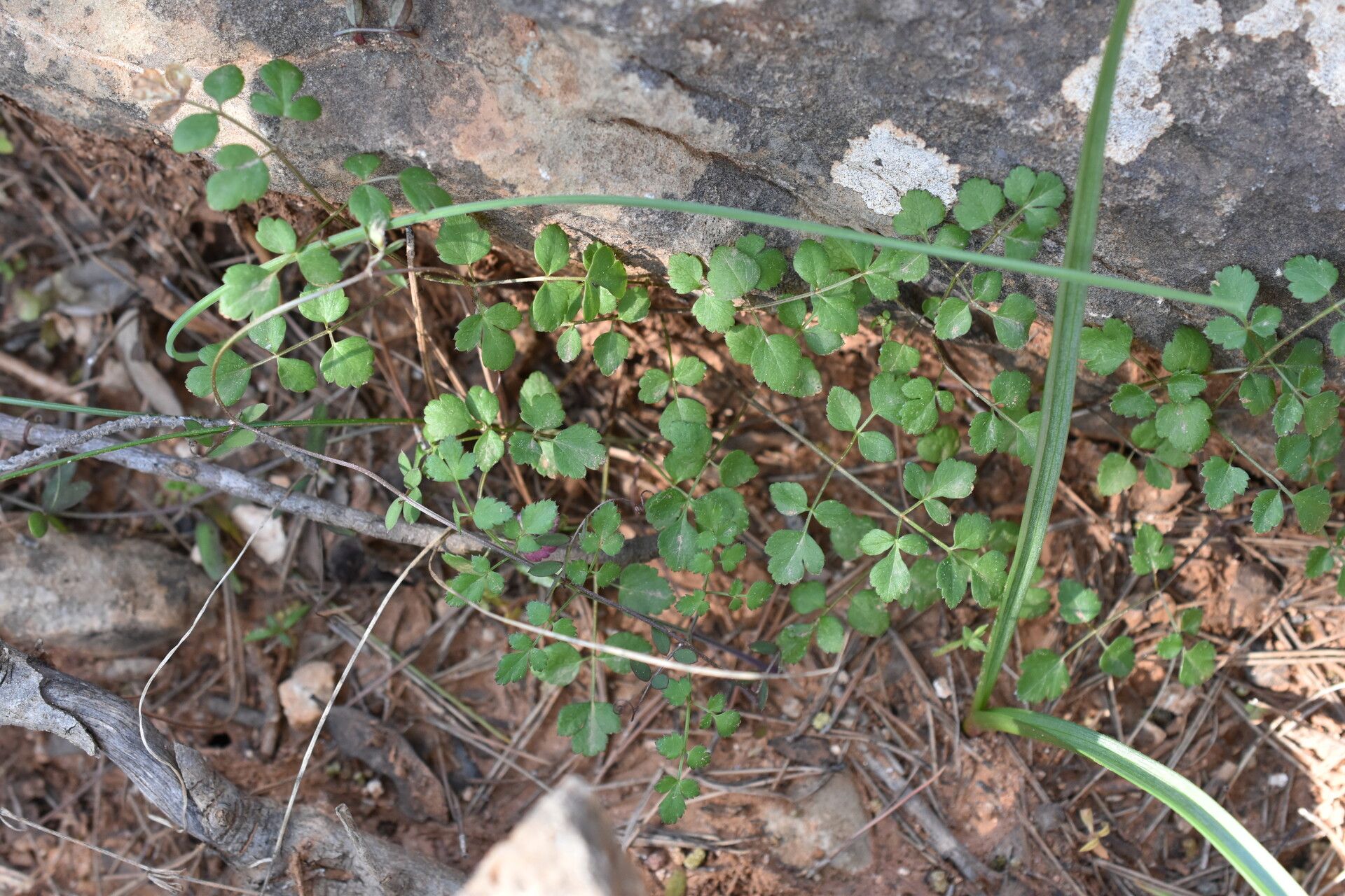Pimpinella cretica — search result for 'Pimpinella'