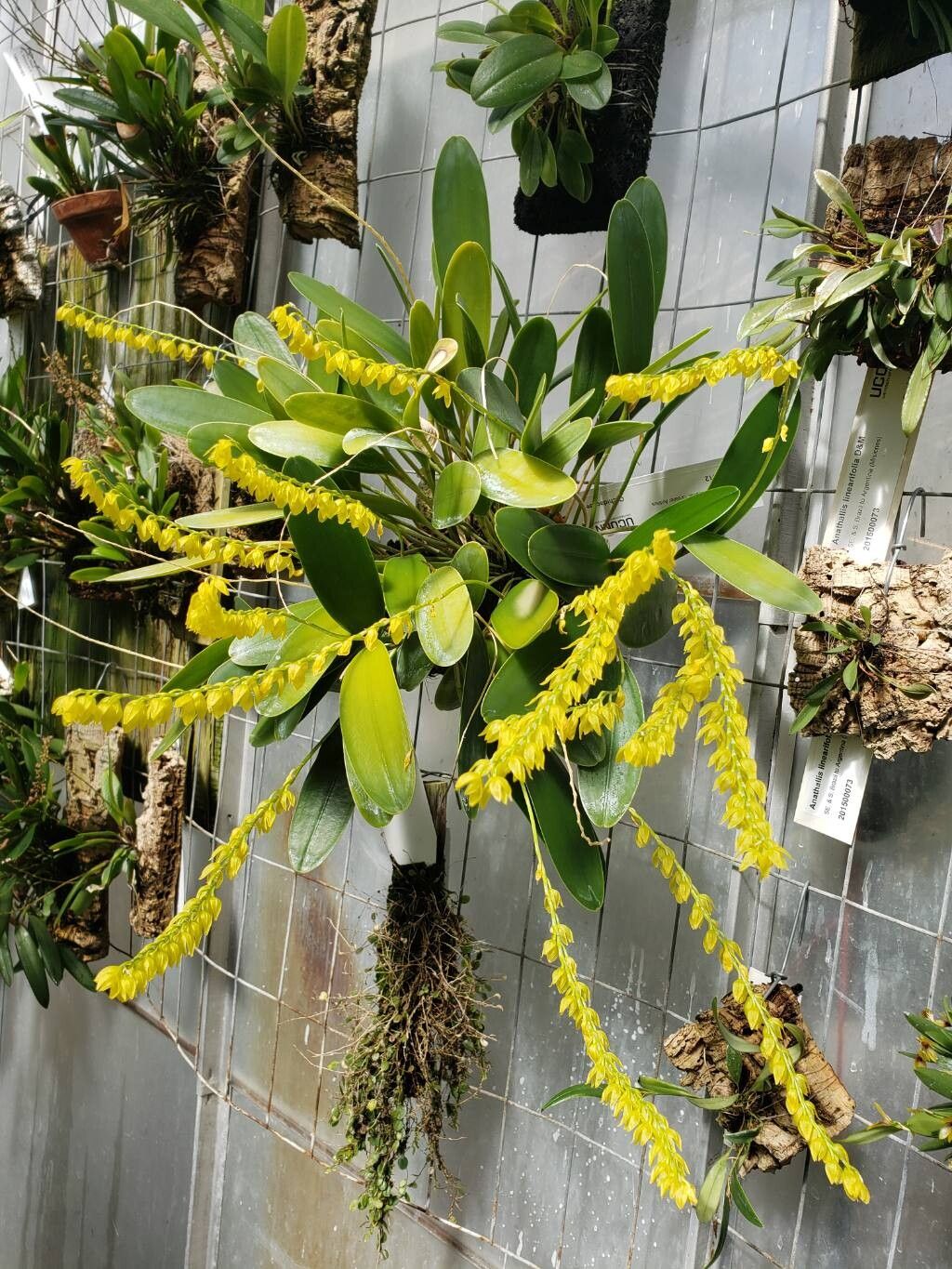 Pleurothallis quadrifida habit