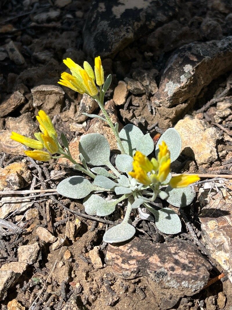 Physaria acutifolia — related species from the same genus