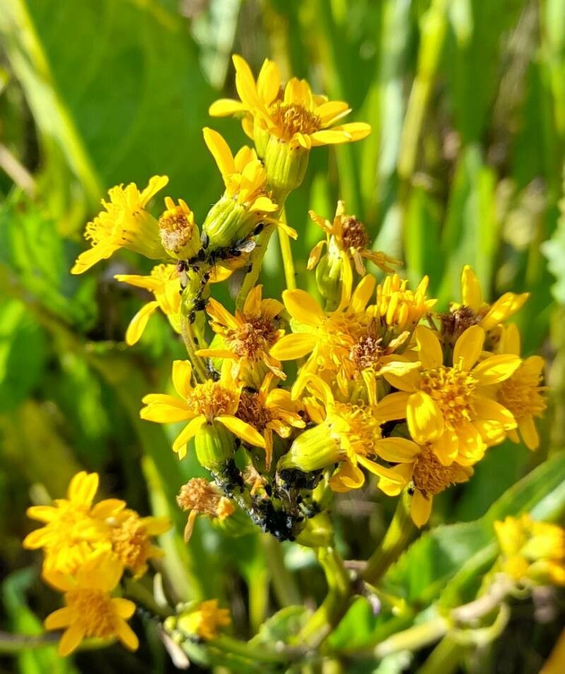 Senecio fistulosus flower