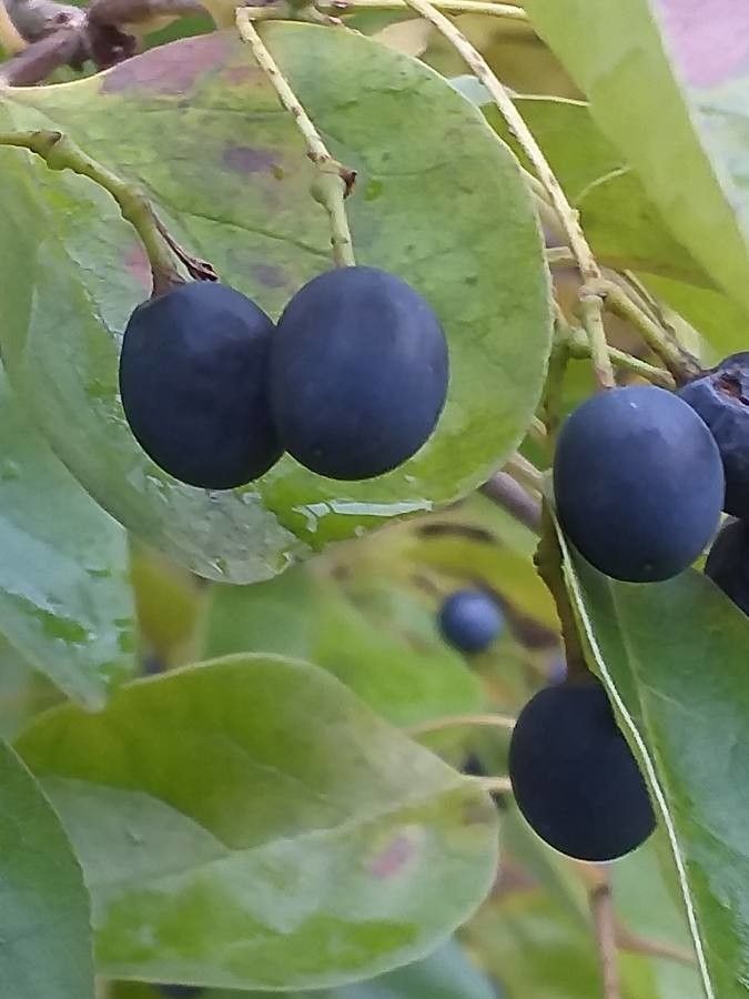 Chionanthus retusus fruit