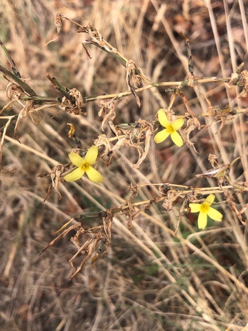 Lactuca viminea flower
