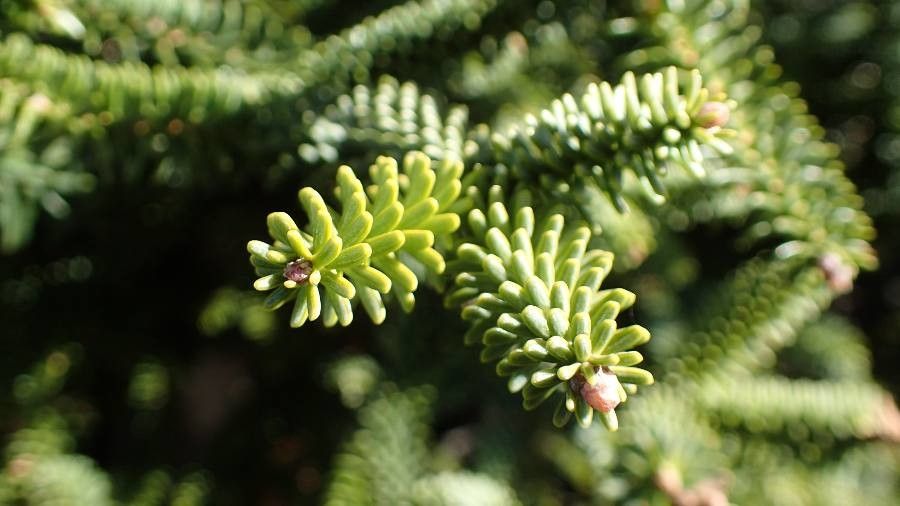 Podocarpus gnidioides — search result for 'Podocarpus'