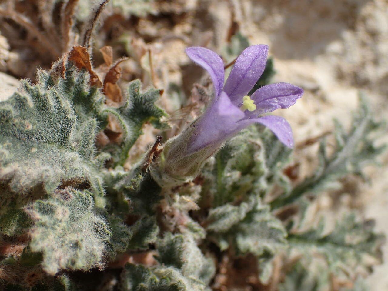 Campanula topaliana flower