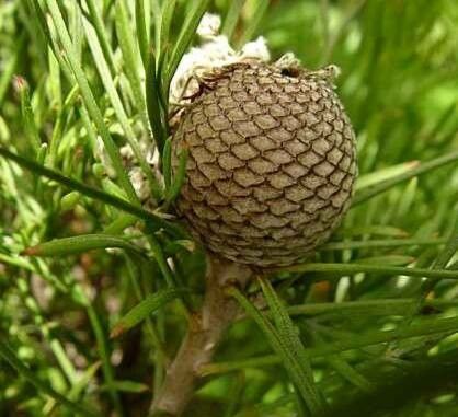Isopogon dawsonii fruit