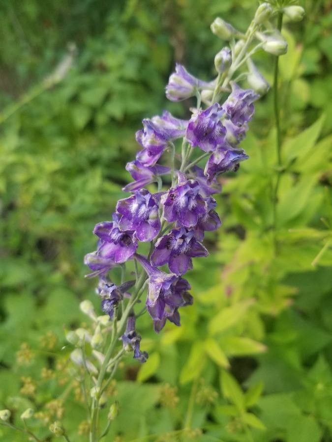 Delphinium exaltatum flower