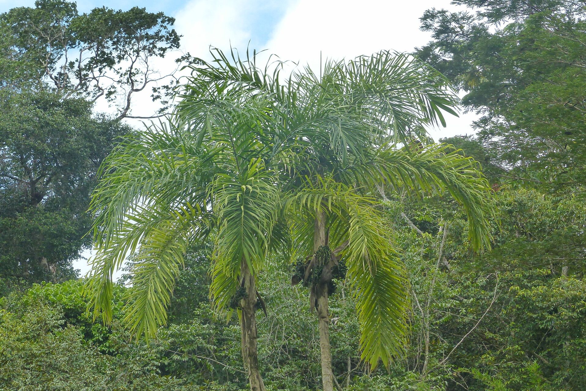 Syagrus stratincola — houseplant care guide