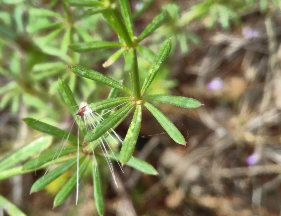 Galium taygeteum — houseplant care guide