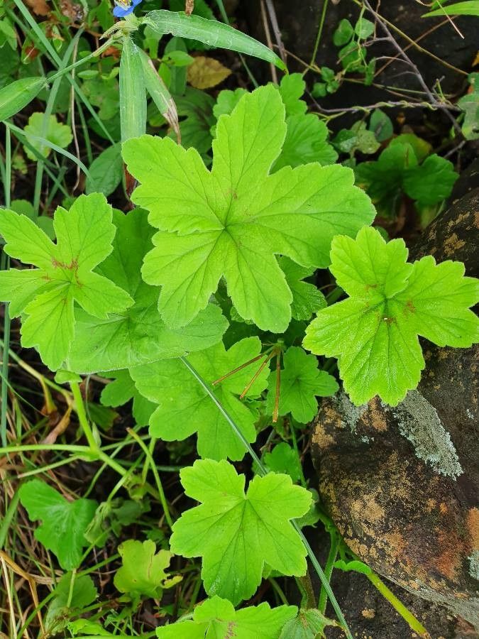 Pelargonium multibracteatum leaf