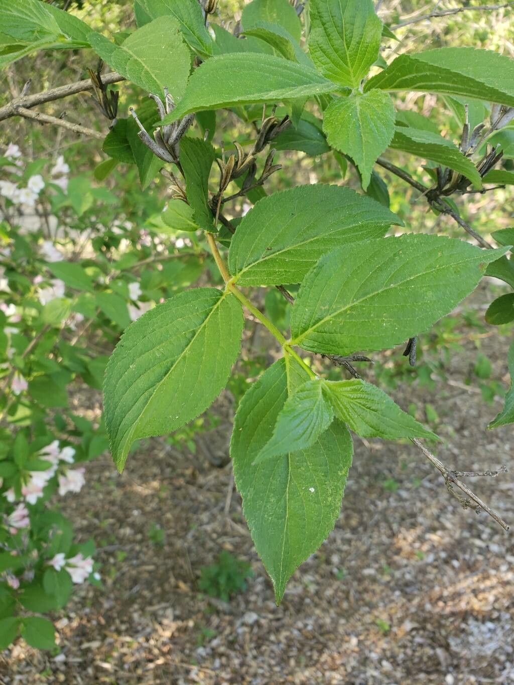 Weigela praecox — pet friendly houseplant
