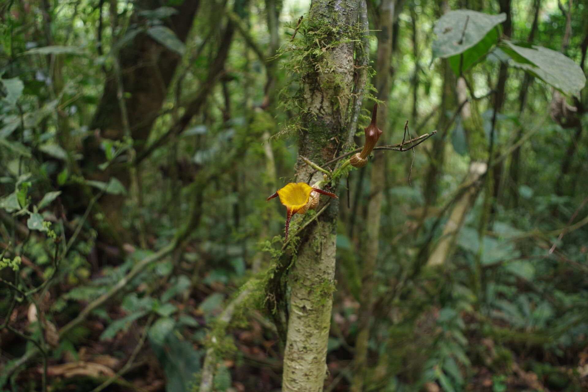 Aristolochia ceropegioides — search result for 'Aristolochia'