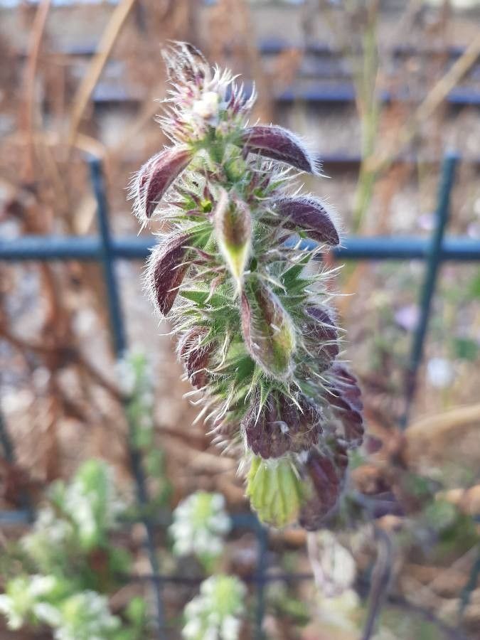 Stachys ocymastrum — search result for 'Stachys'