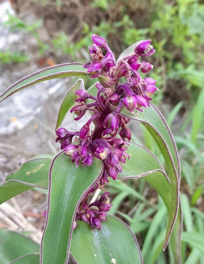 Tradescantia ambigua flower