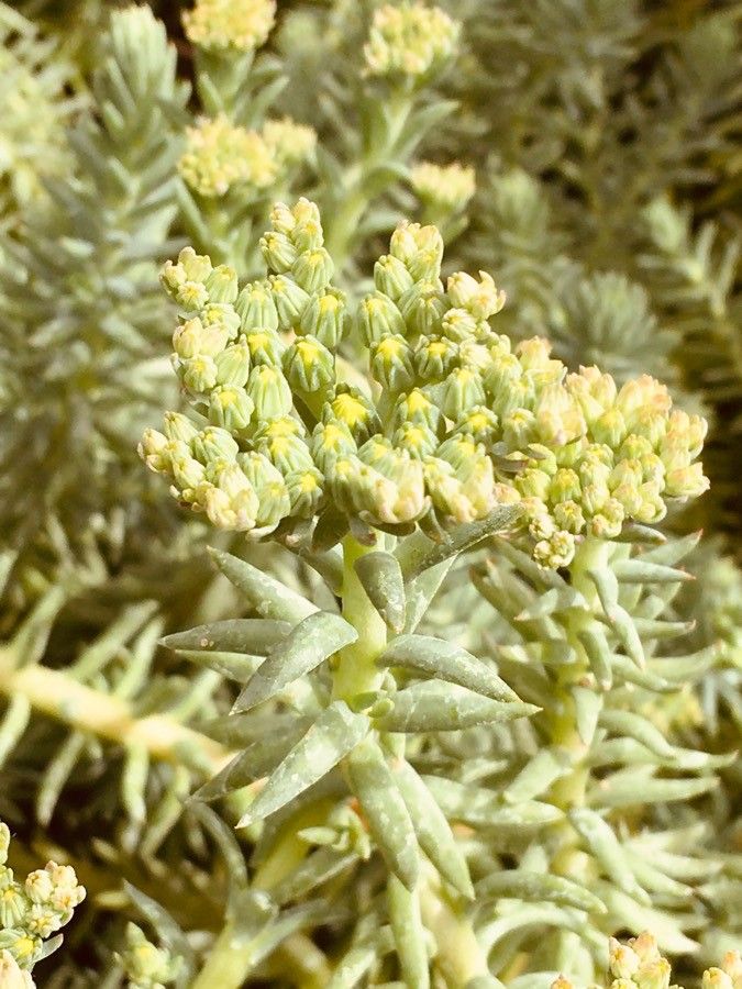 Sedum albomarginatum — houseplant care guide