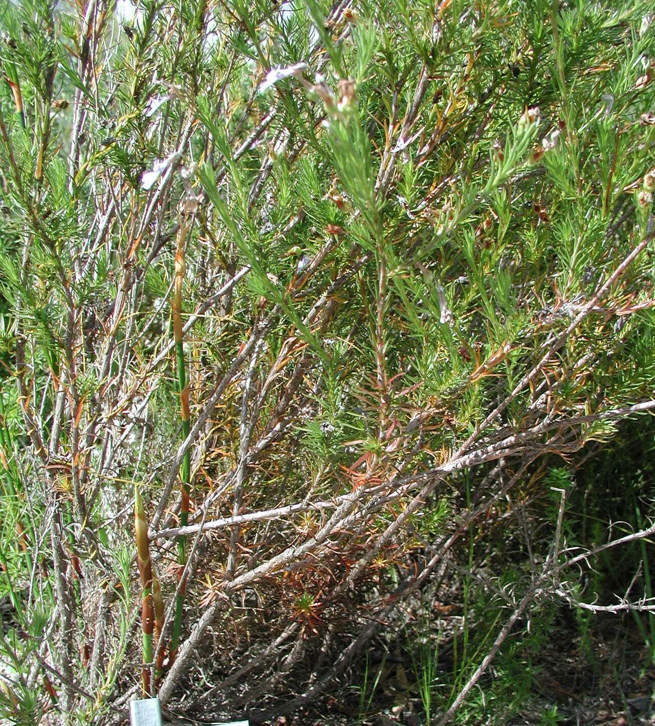 Lobelia pinifolia habit
