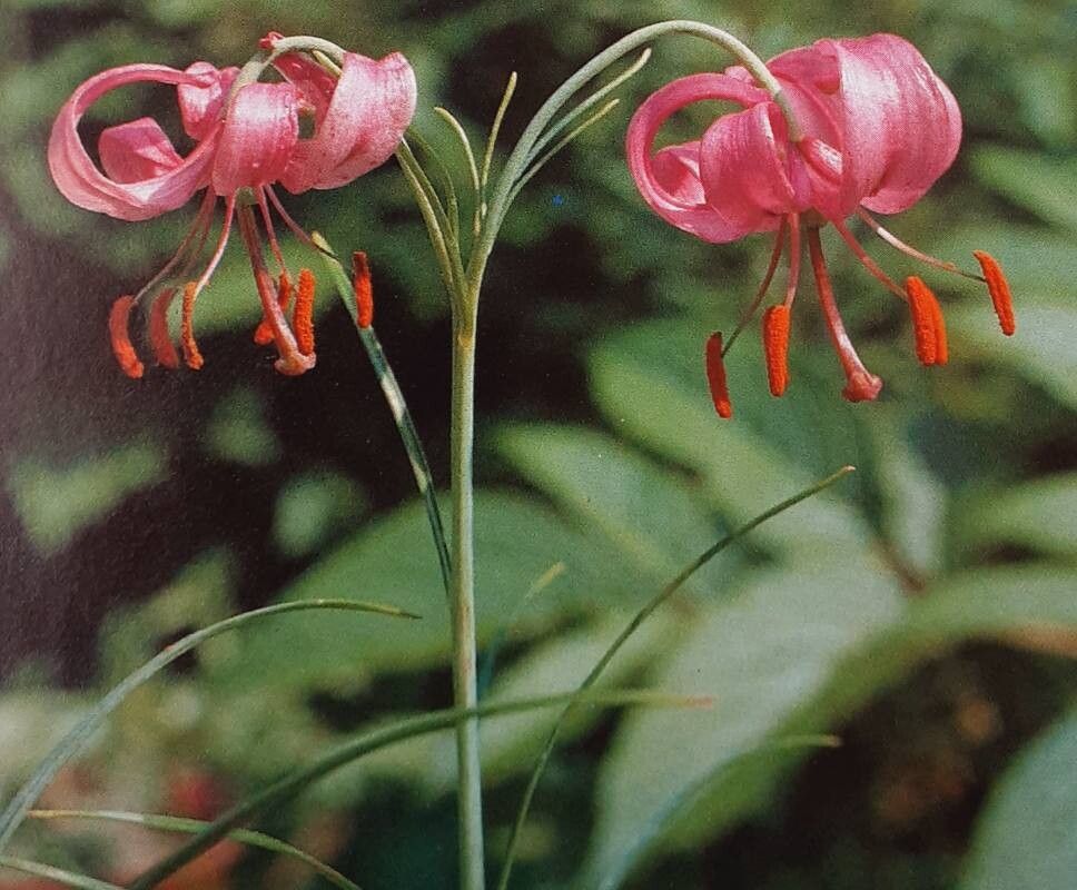 Lilium cernuum — houseplant care guide