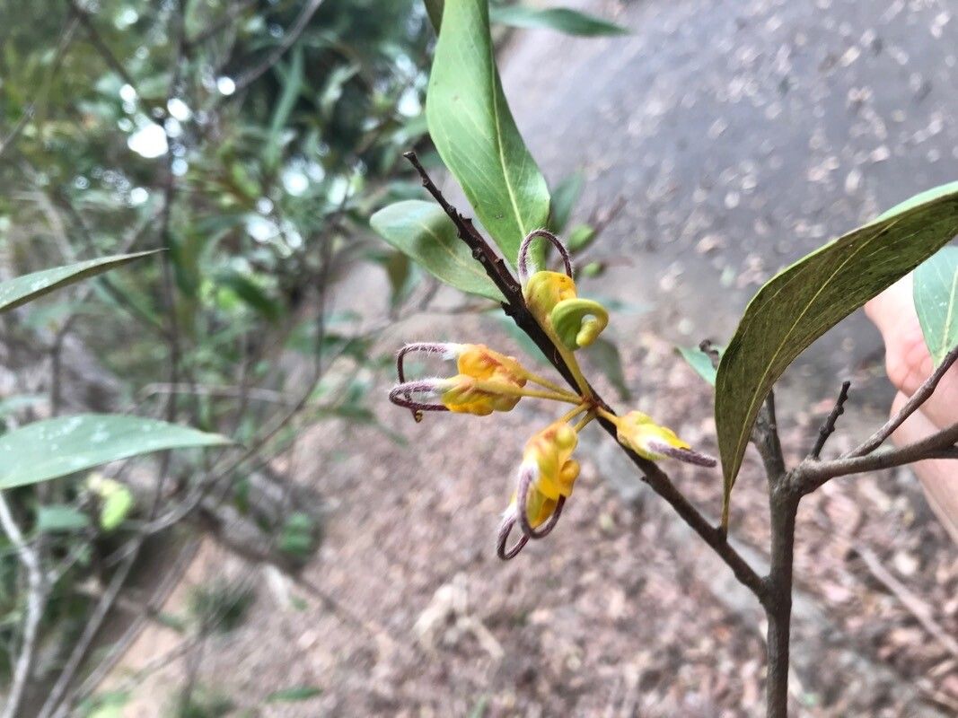 Grevillea venusta — search result for 'Grevillea'