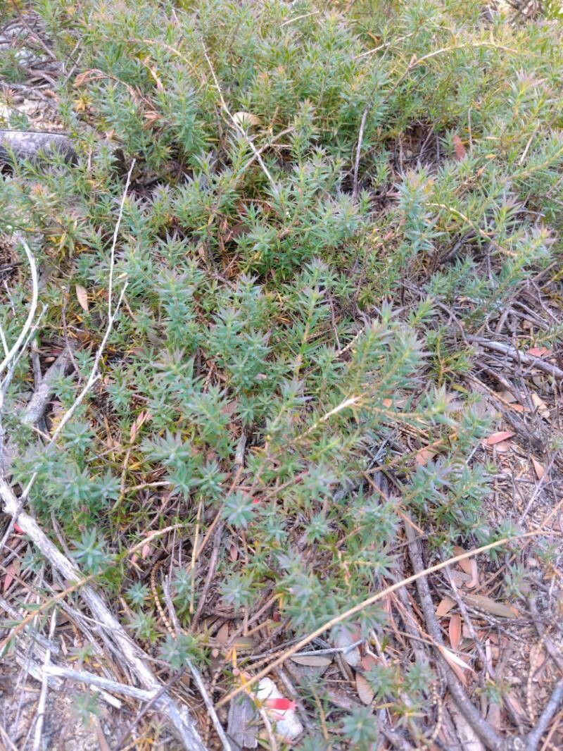 Astroloma humifusum habit