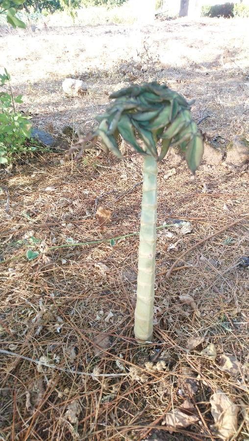 Kalanchoe prolifera habit