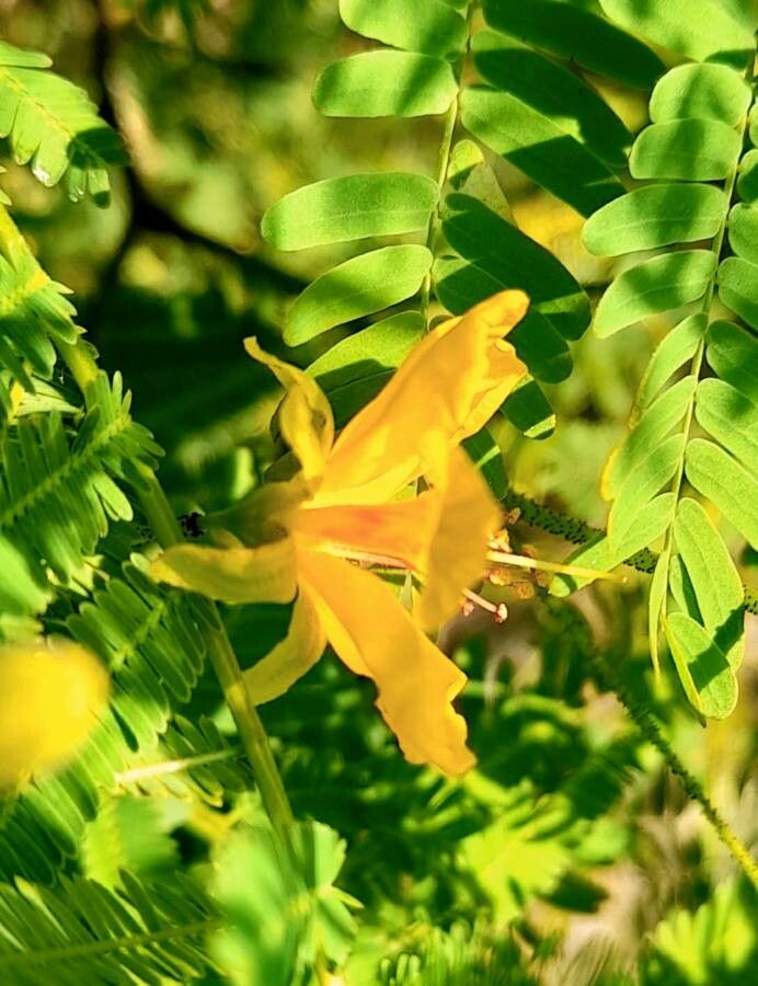 Caesalpinia mimosifolia flower