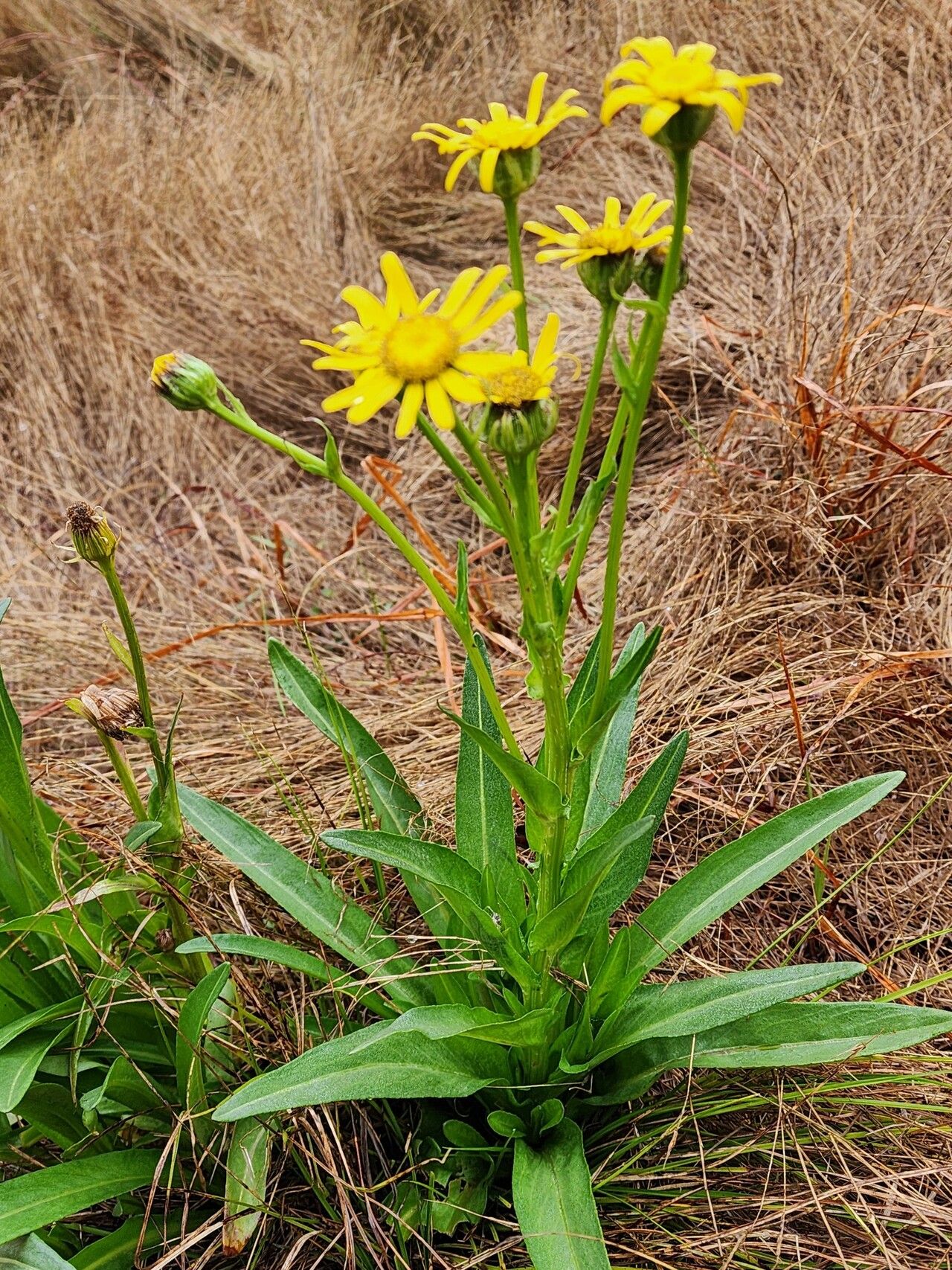 Senecio caudatus habit
