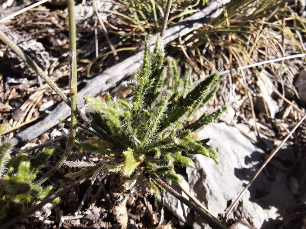 Biscutella auriculata — related species from the same genus