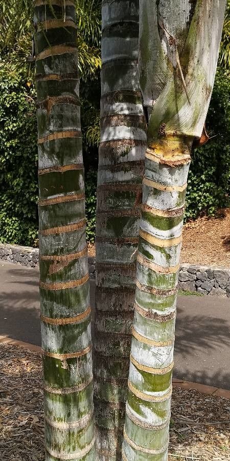 Dypsis pembana bark