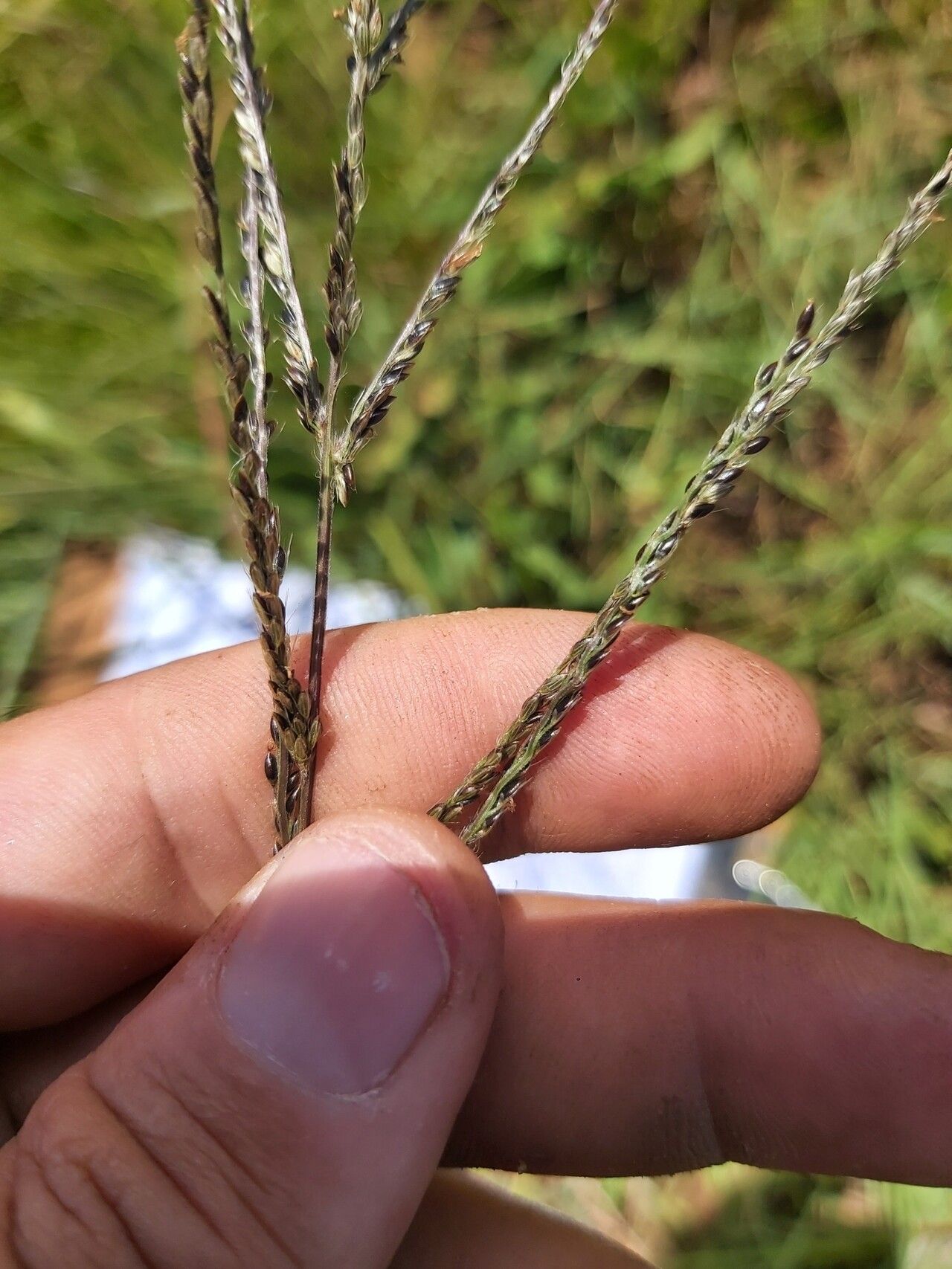 Digitaria diagonalis — houseplant care guide